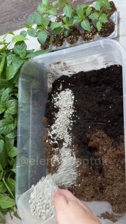 ЛУЧШИЙ ГРУНТ ДЛЯ РАССАДЫ ТОМАТОВ, ПЕРЦЕВ, ОГУРЦОВ, БАКЛАЖАНОВ! ГРУНТ БЕЗ ВРЕДИТЕЛЕЙ И БОЛЕЗНЕЙ #сад