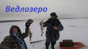 Ловля  Матёрых судаков...