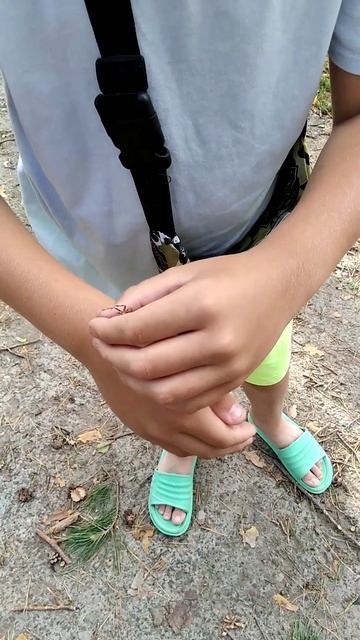 Ужасен ли паук-крестовик? смотреть онлайн