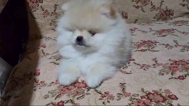 VID-20250207-WA0004 смотреть онлайн