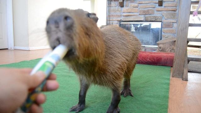 Capybara eating yogurt смотреть онлайн