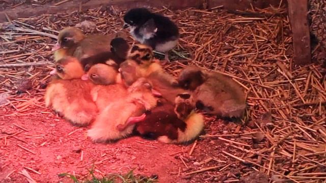 Индийский бегунок, утята и один цыпленок смотреть онлайн