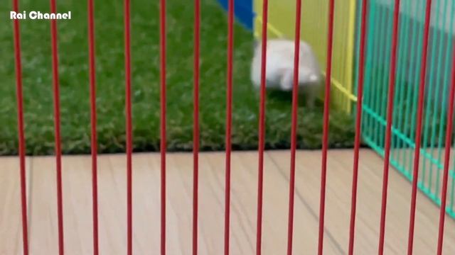 ハムスターランにボールを入れてみた！【ジャンガリアンハムスター】