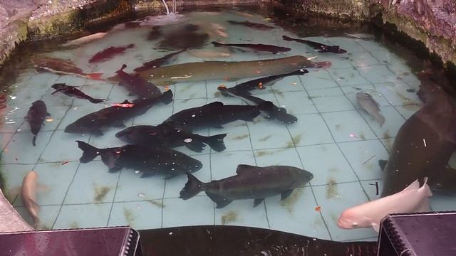 Arapaima Gigas In My Fish Pond смотреть онлайн