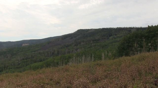 Bear Encounters смотреть онлайн