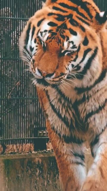 #cats #bigcat #tiger #tigerattitude #wildlife #wildanimals @wowanimallover смотреть онлайн