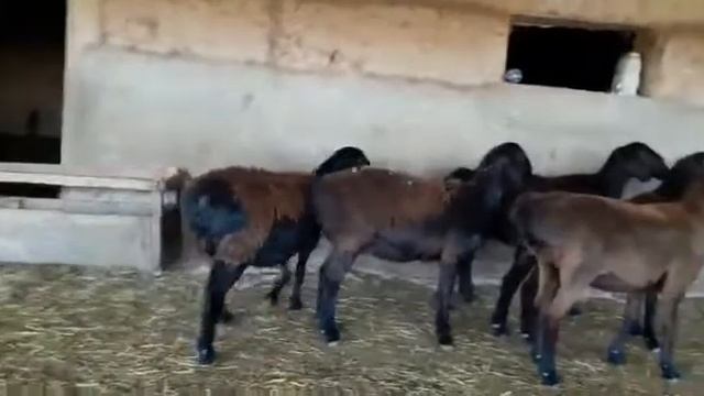 Гиссарские овцы !!! КЫРГЫЗСТАН !!! тел: +996704555577...+996552555577 (вотсап). смотреть онлайн