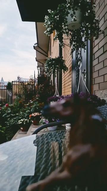 #Браун#Шляйх#Эдит смотреть онлайн