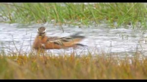 Red Phalarope שחינית רחבת מקור