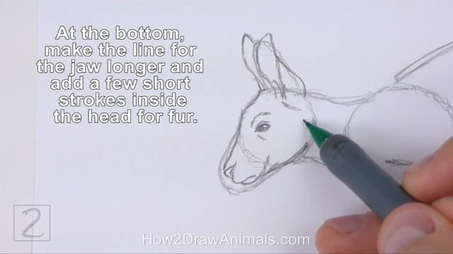 How To Draw A Kangaroo (Jumping)