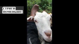 Козе   сделали идеальную эспаньолку вместо  козлиной бороды