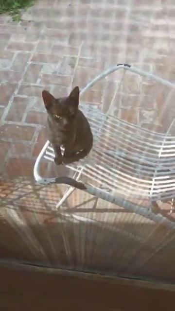 CUTE BLACK LITTLE KITTEN WATCHING INSIDE FROM CHAIR SHE IS RELAXING AND RESTING ON CHAIR EP#1314, смотреть онлайн