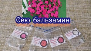 Сею бальзамин новогвинейский.