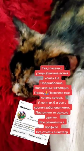 #нужнапомощь #помощьживотным #милосердие #приют #добро #cat #реквизиты #болеем