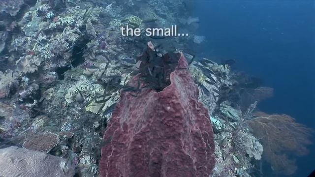 Sponges and their inhabitants - Copyright ©Liquid Motion Underwater Film Productions 2013 смотреть онлайн