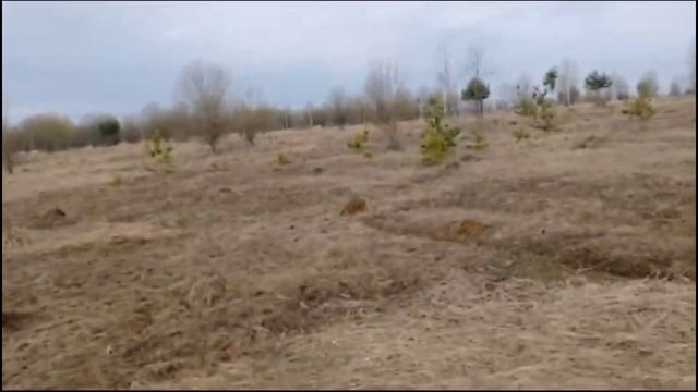 ПОИСК РОГОВ ЛОСЯ ШИКАРНЫЕ НАХОДКИ .РОГОВ КАК ГРЯЗИ 👍 смотреть онлайн