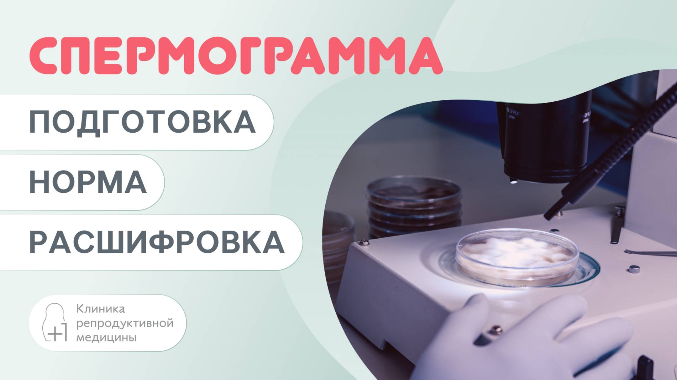 🧫 Спермограмма: подготовка, норма и расшифровка