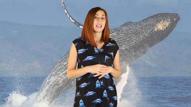 Huge Whale Saves Diver From Deadly Tiger Shark Attack