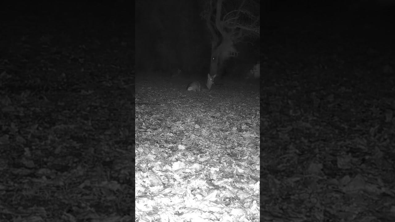 Ночь,  туман, косули..#дикаяприрода #wildlife #trailcamera #trailcamfootage #deer #trailcamming