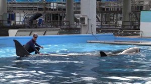 Dine With Orcas Full Show | SeaWorld Orlando (2-5-23)