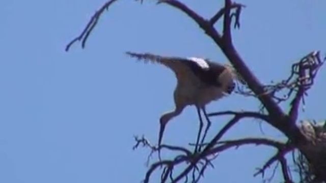 Watching storks at Kemaliye смотреть онлайн