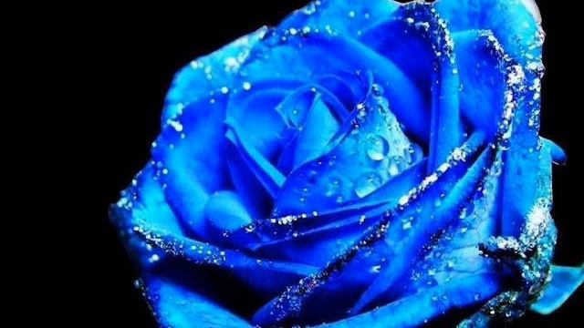 frumoasa mea delia:x смотреть онлайн