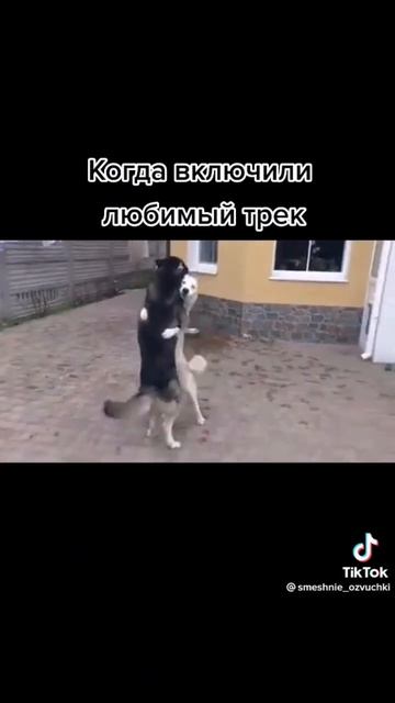 Реакция животных на судебные дела! ржал 5 дней🤣 #интересно #ютуб #приколы смотреть онлайн