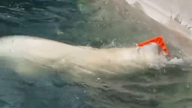 Герда выпросила рыбку смотреть онлайн