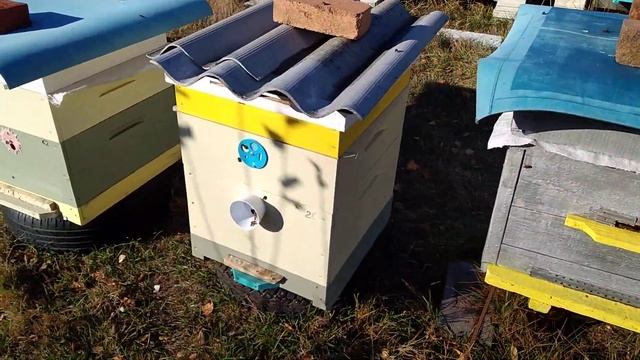 На пасеке 31.10.2021 г. смотреть онлайн