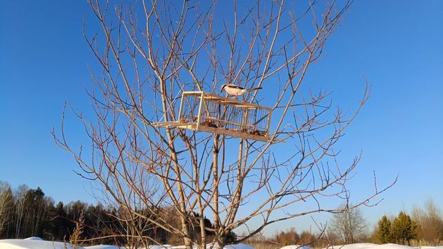 Ловля птиц 7.02.25. смотреть онлайн