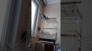 Жако и волнистый попугаи.