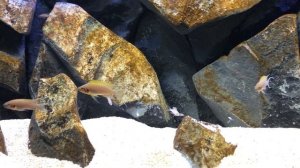 Neolamprologus pulcher 'Kantalamba' (Daffodil)