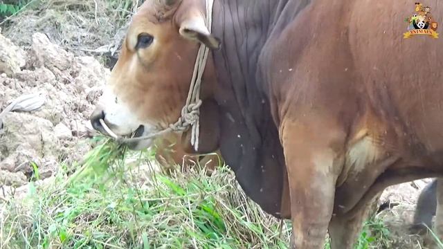 Cows | Con Bò | Kühe | Vaches | 소 #Animals смотреть онлайн