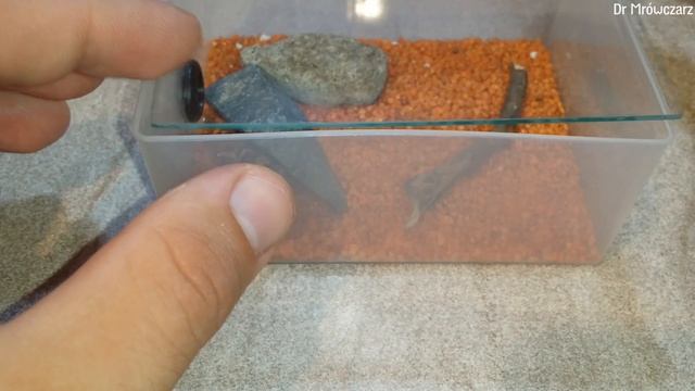 Formikarium z pudełka po patyczkach do uszu! Arena dla Lasius brunneus! | Dr Mrówczarz #9 смотреть онлайн