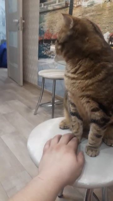 Анекдот " Самый ленивый кот" смотреть онлайн