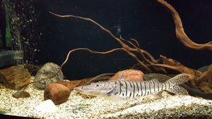 Псевдоплатистома 10 месяцев спустя