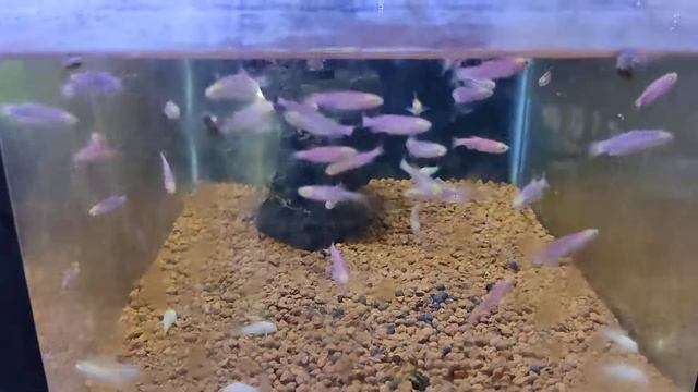 #purple danio смотреть онлайн