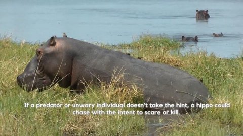 How Dangerous are Hippos to Humans? 🦛 How can you prevent a hippo attack? How Dangerous are Hippos