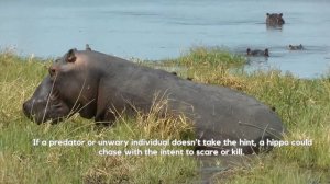 How Dangerous are Hippos to Humans? 🦛 How can you prevent a hippo attack? How Dangerous are Hippos
