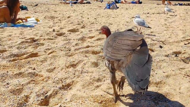 Новые приключения Большенога (Megapodius layardi) на пляже./Bigfoot's new adventures on the beach. смотреть онлайн