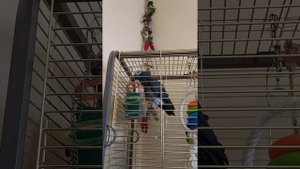 Попугай  разведения Жако