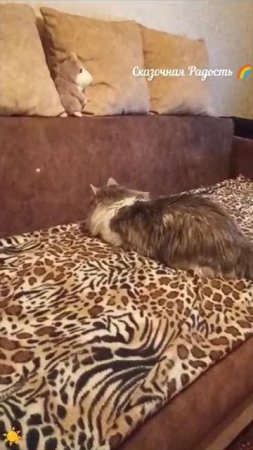 Красавец кот Серый играет.