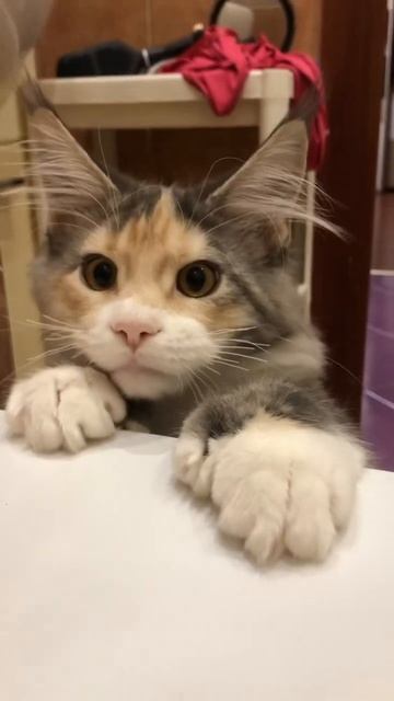 Булочка с детства очень любит воду #мейнкун #кошки смотреть онлайн