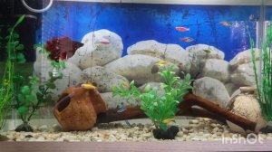 Соседи для рыбки-петушка. Мирная жизнь в моём аквариуме.