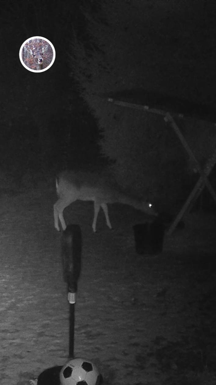 лань подкралась к соли, но внезапно испугалась и убежала #лань #животные #deervader