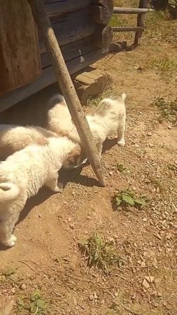 На закарпатській полонині 🐕 відео газети Закарпатські ОГОлошення #закарпатпост #полонина #закарпатт