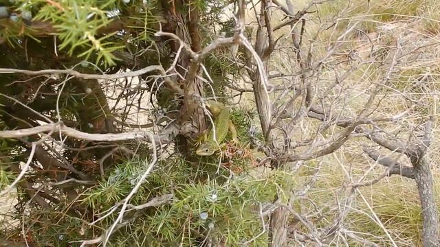 Little Lizzard resting on A Juniper Bush смотреть онлайн