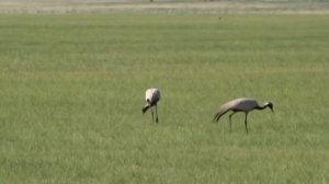 "Журавли на Полесье летят" 1983' "Песняры"