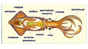 МНОГОГРАННЫЙ МИР  Реактивное движение в природе Нуждина Анна