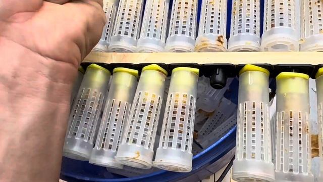 Заселяем молодых маток бакфаст в нуклеусы смотреть онлайн